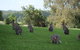 Mary Valley Views B + B - thumb 10