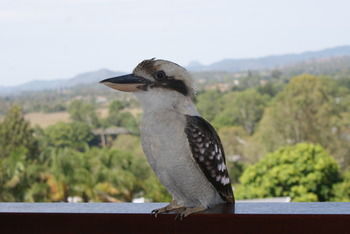 Mary Valley Views B + B - Coogee Beach Accommodation 19