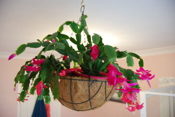 L'Auberge Angara Bed And Breakfast - Coogee Beach Accommodation 41