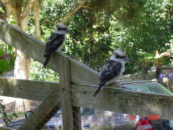 Stones Throw Cottage Bed & Breakfast - Coogee Beach Accommodation 4