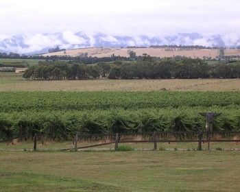 Yering Farm Wines - Coogee Beach Accommodation 16