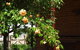 Carlyle House Rutherglen - thumb 5