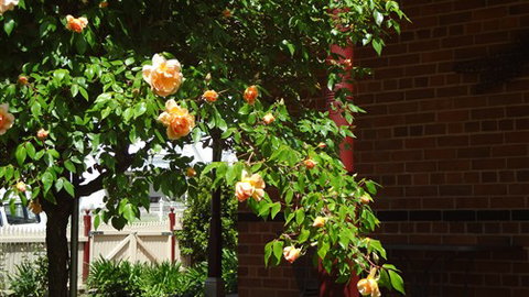 Carlyle House Rutherglen - Coogee Beach Accommodation 5