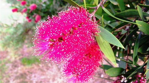 Sweetwater Stays Rural Retreat - Coogee Beach Accommodation 4