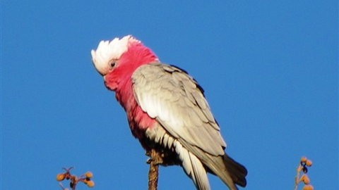 Sweetwater Stays Rural Retreat - Coogee Beach Accommodation 5