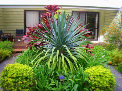 Channers On Norfolk - Coogee Beach Accommodation 5