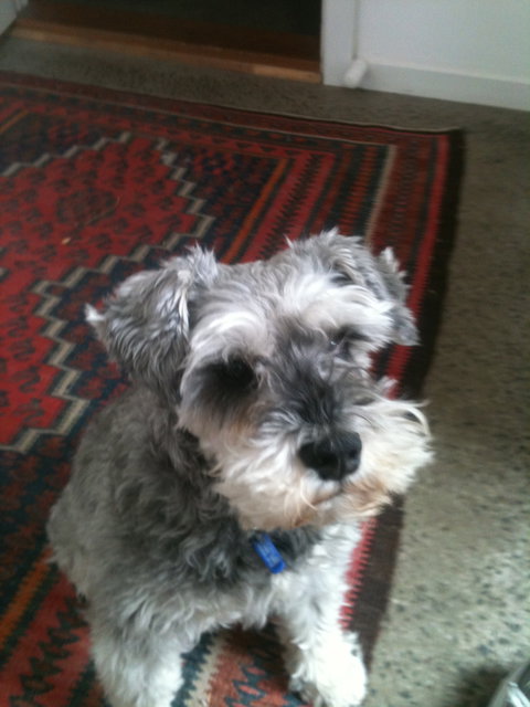 Parkside Stay Clifton Hill - Coogee Beach Accommodation 14