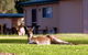 Kalgan River Chalets & Caravan Park - thumb 0