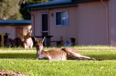 Kalgan River Chalets & Caravan Park - Coogee Beach Accommodation 0