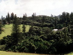 Poinciana Cottages - Coogee Beach Accommodation 4