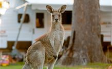 BIG4 Sunshine South West Rocks Holiday Park - South - Coogee Beach Accommodation 3