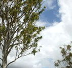 Glen Villa Resort and Tourist Park Casino - Coogee Beach Accommodation