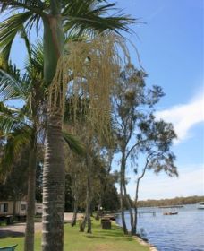 Pelican Park - Coogee Beach Accommodation 2