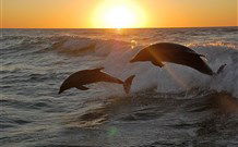 Sapphire Sun Eco Holiday Village - Eden - Coogee Beach Accommodation 3