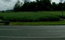 Poinciana Motel - Murwillumbah - Coogee Beach Accommodation 1