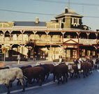 The Commercial Hotel Coonamble - Coonamble - Coogee Beach Accommodation