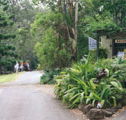 Tamborine Mountain Caravan  Camping - Coogee Beach Accommodation