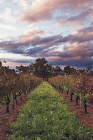 Lamonts Winery Restaurant  Gallery - Coogee Beach Accommodation