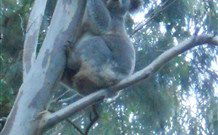 Barrington Tops Organic Retreat - Coogee Beach Accommodation 7