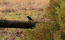 Lake Paika Station Farmstay - Coogee Beach Accommodation 1