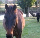 Reynella Kosciusko Rides Accommodation - Coogee Beach Accommodation