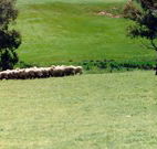Gooromon Park Cottages - Coogee Beach Accommodation