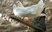 Kerrowgair Bed And Breakfast - Coogee Beach Accommodation 1