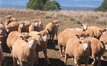 Dairy Flat Farm Holiday - Coogee Beach Accommodation 3