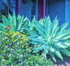 Retreat Homestead - Coogee Beach Accommodation