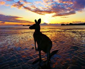 Cape Hillsborough Nature Tourist Park - Coogee Beach Accommodation 0
