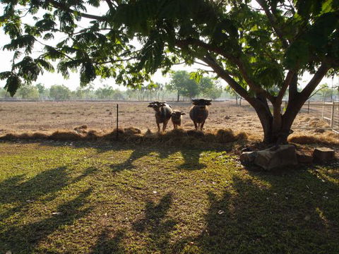 Berry Creek Bush Retreat - Coogee Beach Accommodation 2