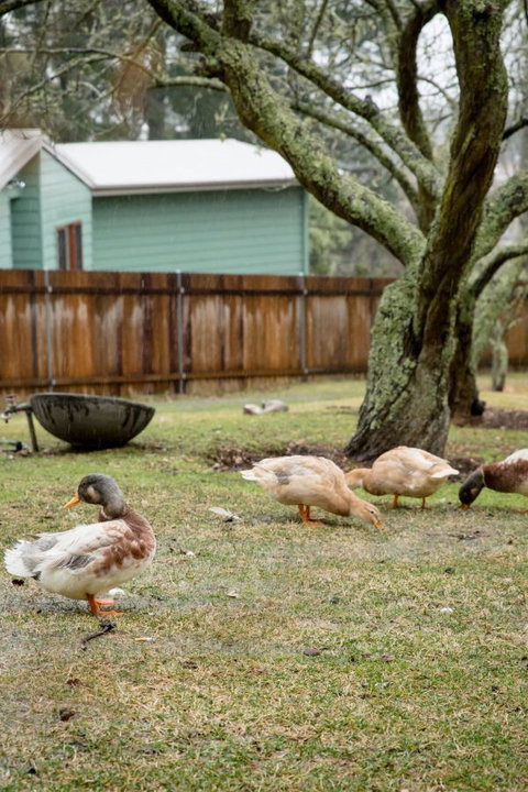 Mount Victoria Manor - Coogee Beach Accommodation 3