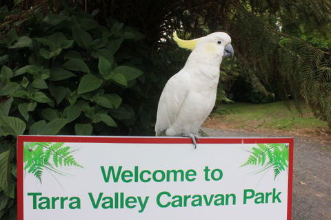 Tarra Valley Caravan Park - Coogee Beach Accommodation 3