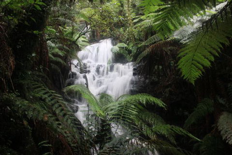 Tarra Valley Caravan Park - Coogee Beach Accommodation 4
