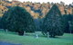 Bunya Mountains Accommodation Centre - thumb 8