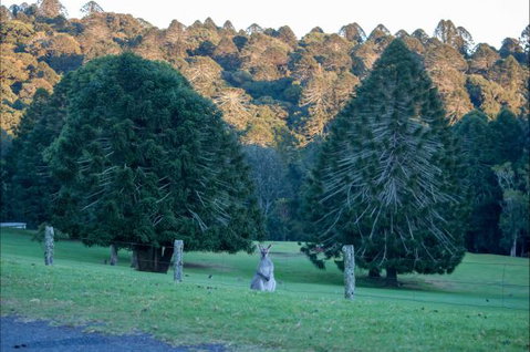 Bunya Mountains Accommodation Centre - Coogee Beach Accommodation 8