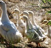 Duck Duck Goose Bed and Breakfast - Coogee Beach Accommodation