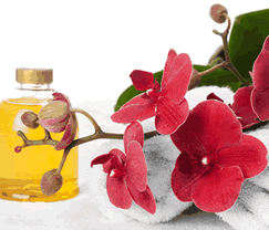 Sunny Hill Retreat Accommodation  Day Spa - Coogee Beach Accommodation