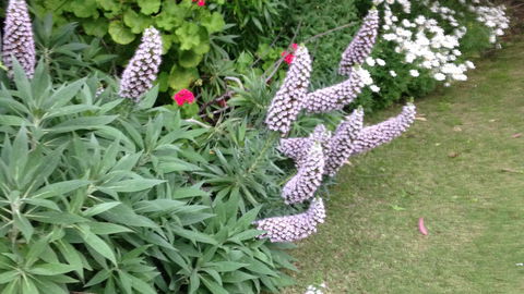 Padthaway Caravan Park - Coogee Beach Accommodation 0