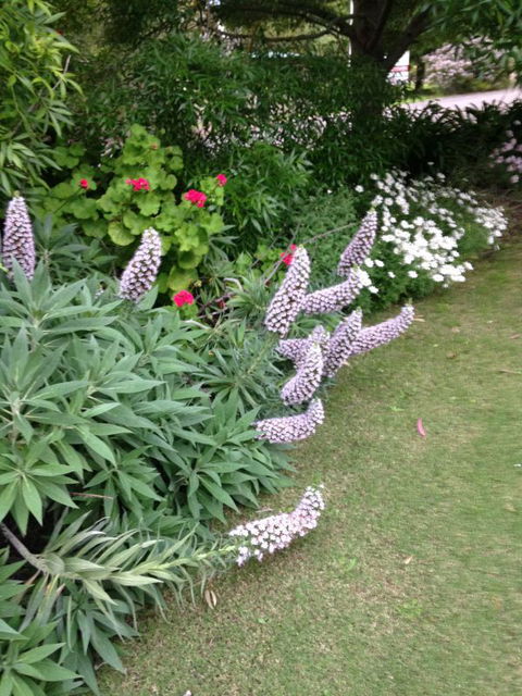 Padthaway Caravan Park - Coogee Beach Accommodation 2