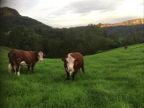 Amaroo Valley Springs - Coogee Beach Accommodation 2