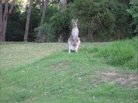 Dunns Creek Downs Nature Stay - Coogee Beach Accommodation 6