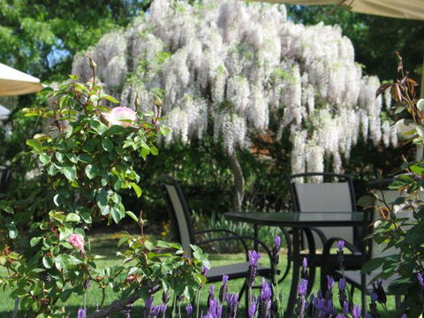 Golden Chain Wine Village Motor Inn - Coogee Beach Accommodation 5