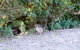 Lamington National Park Camping Ground - thumb 1