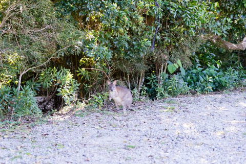 Lamington National Park Camping Ground - Coogee Beach Accommodation 1