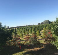 Rutherglen Christmas Trees Farm Stay - Coogee Beach Accommodation