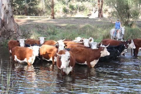 Stockyard Creek - Coogee Beach Accommodation 3