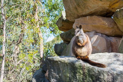 Waterfall Springs Retreat And Wildlife Sanctuary - Coogee Beach Accommodation 9