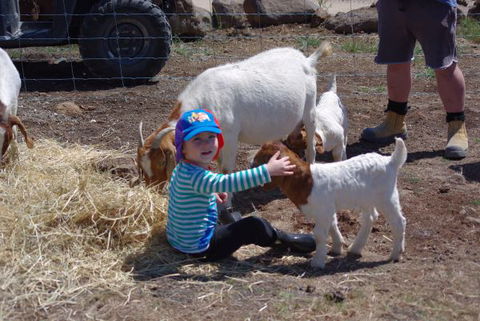 Yalooka Farm - Coogee Beach Accommodation 3