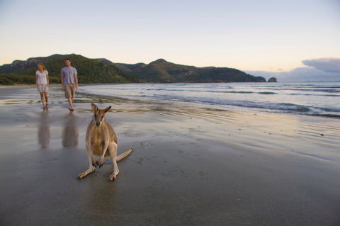 Cape Hillsborough National Park Camping - Coogee Beach Accommodation 1